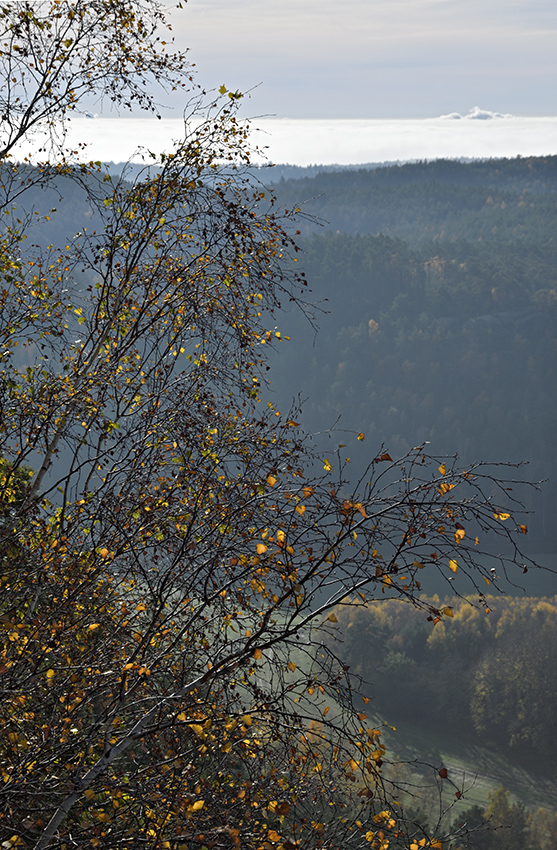 View down - larger format