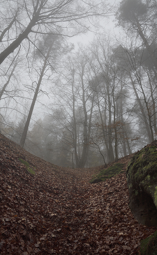 Foggy morning - larger format