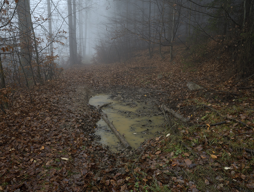 Foggy morning - larger format