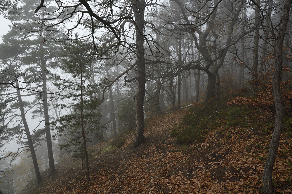 Foggy morning - larger format