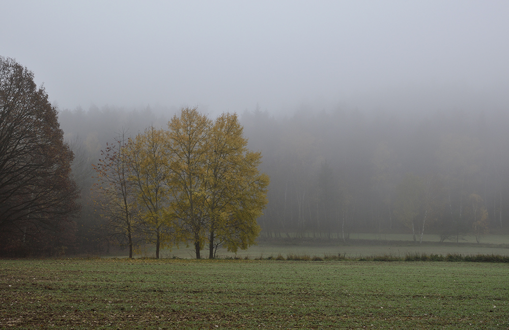 Foggy morning - larger format