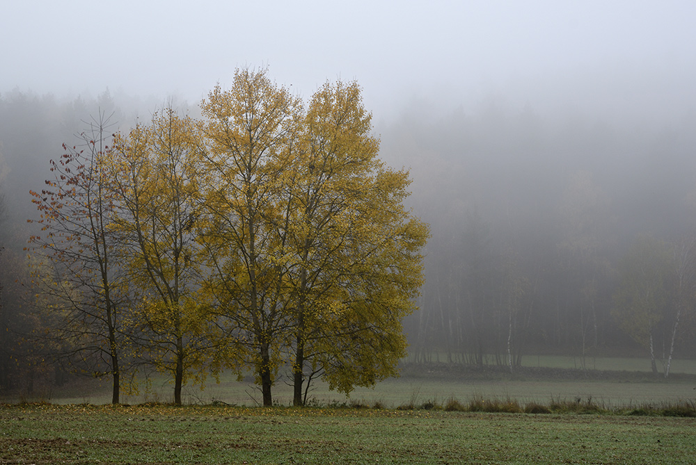 Foggy morning - larger format