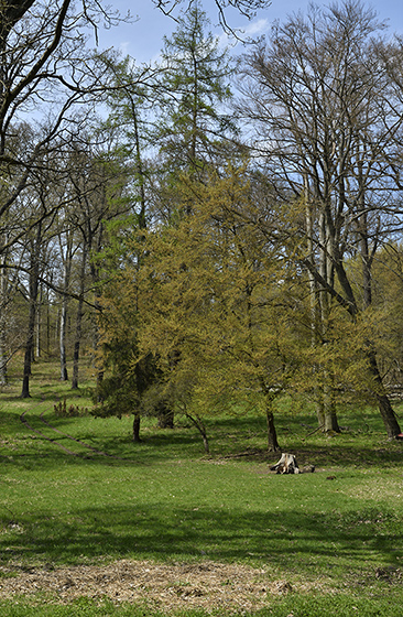 In woods - smaller format