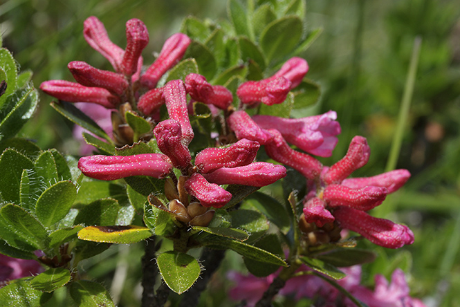 Rhododendron - men formt