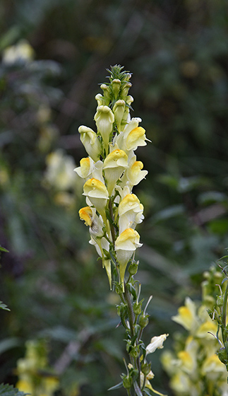 Common Toadflax - smaller format