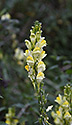 Common Toadflax - main link