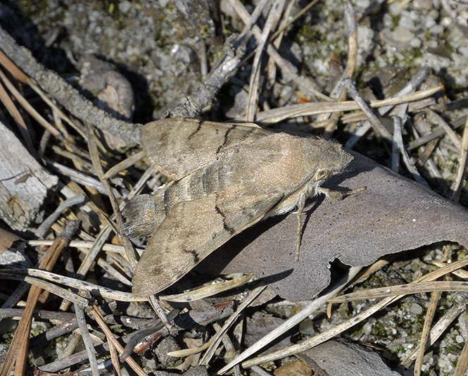 Humming-bird Hawk-moth - smaller format