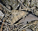 Humming-bird Hawk-moth - main link