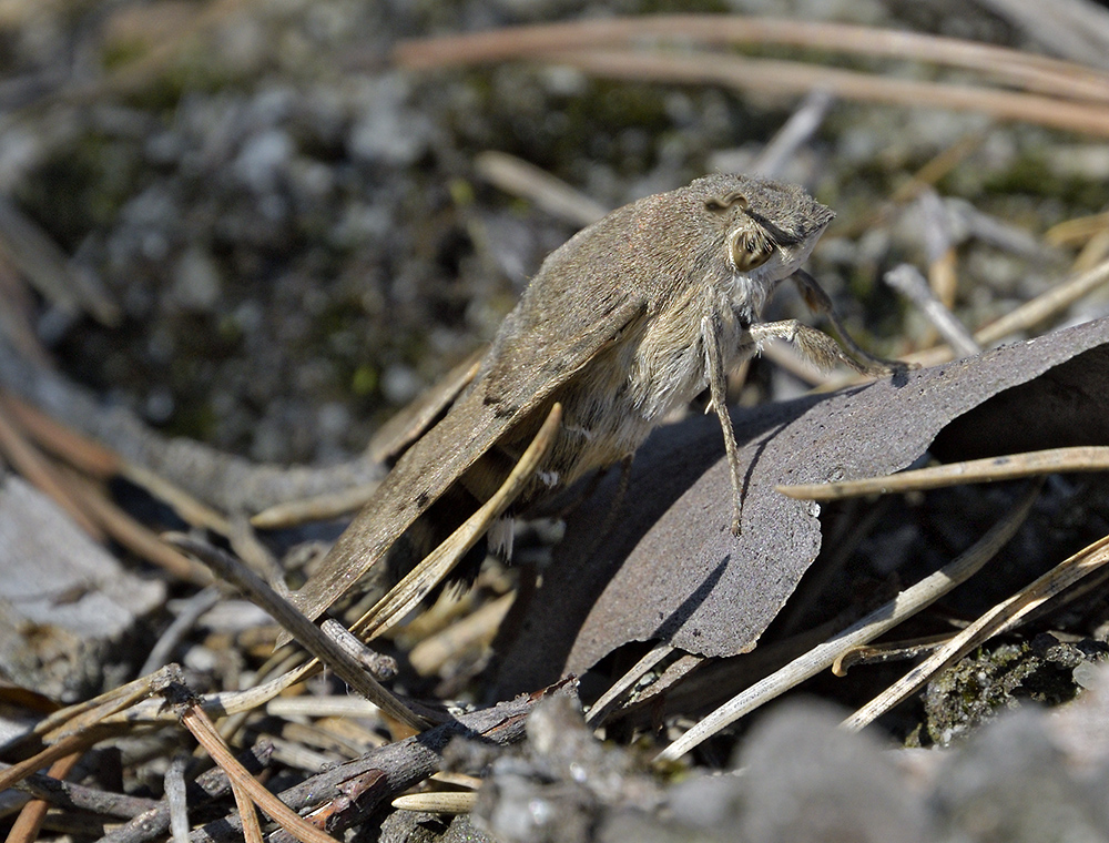 Humming-bird Hawk-moth - larger format