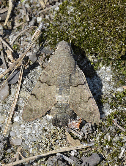 Humming-bird Hawk-moth - smaller format