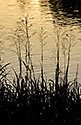 Evening at "Vltava" - main link