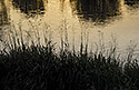 Evening at "Vltava" - main link