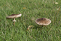 Parasols - main link