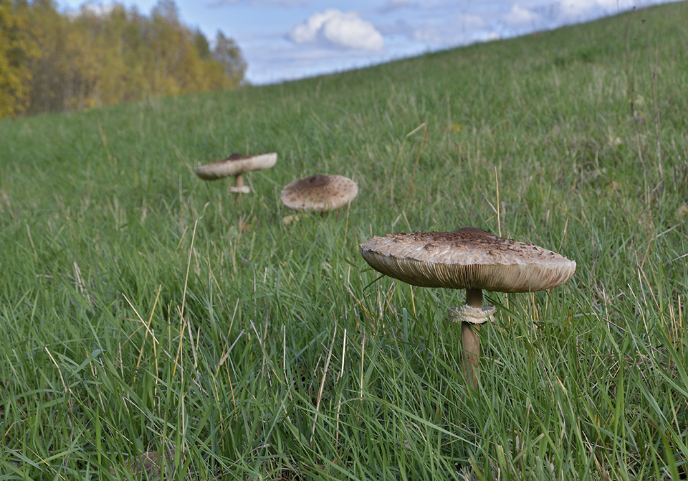 Parasols - larger format