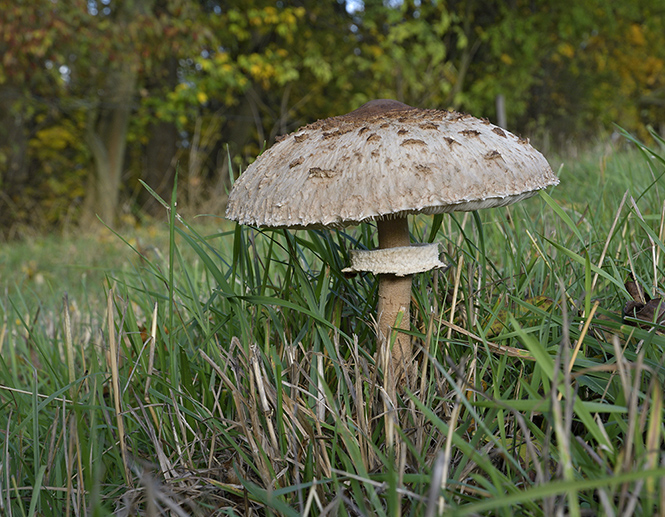Parasol - smaller format
