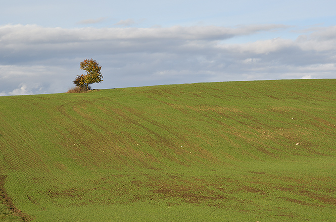 Loner - smaller format