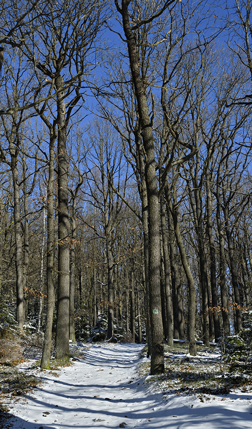 On the path - larger format