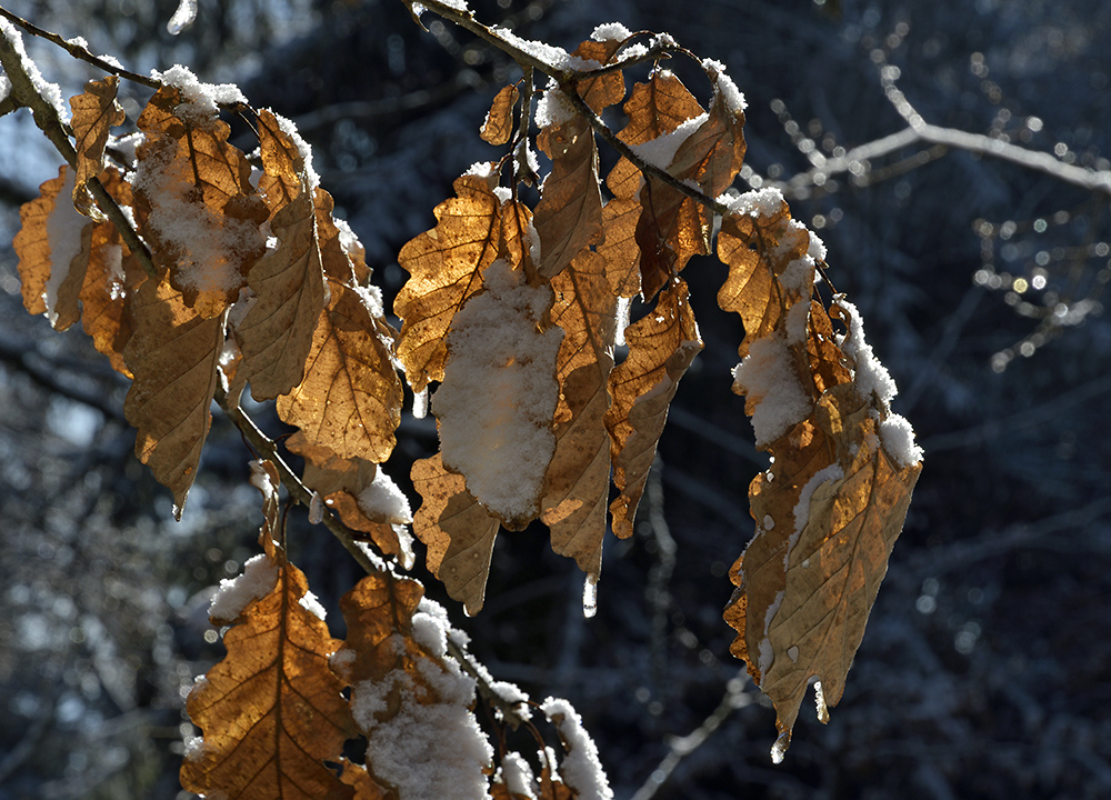 Backlight - larger format