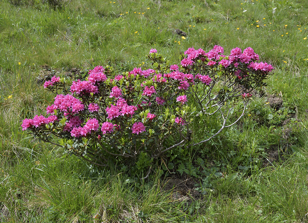 Rhododendrony - vt formt