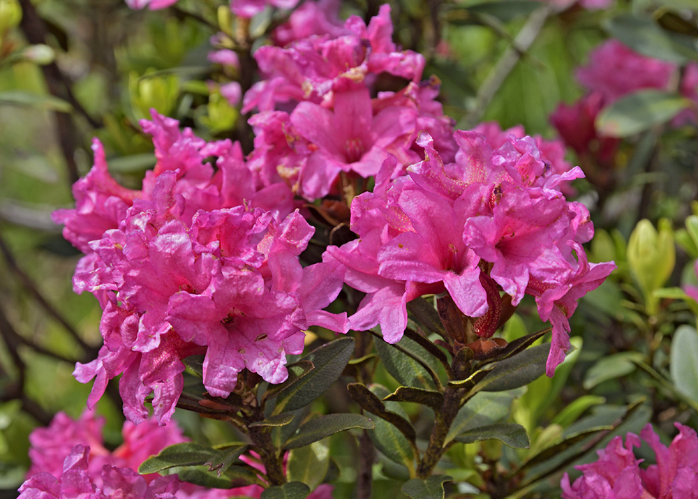 Rhododendrony - vt formt