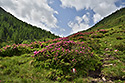 Lappachalm - hlavn odkaz
