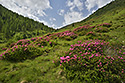Lappachalm - hlavn odkaz