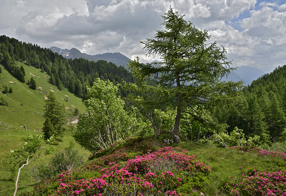 Lappachalm - vt formt