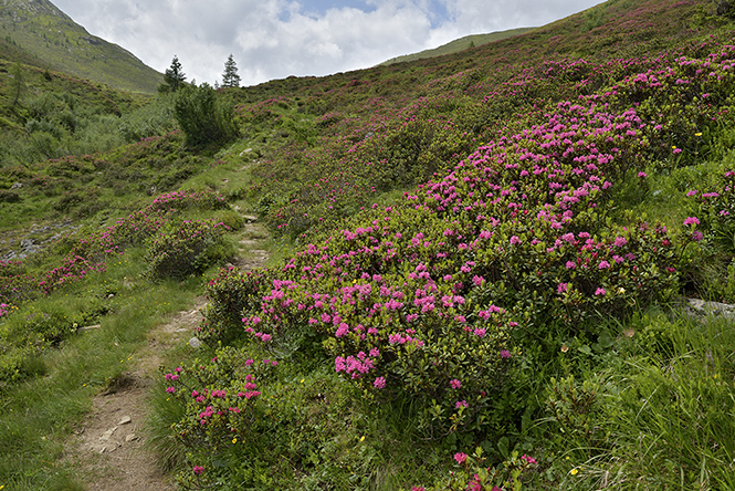 Rhododendrony - men formt