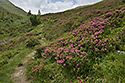 Rhododendrony - hlavn odkaz