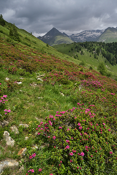 Rhododendrony - men formt