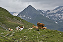 Domorodci - hlavn odkaz