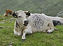 Domorodci - hlavn odkaz
