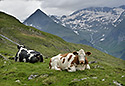 Domorodci - hlavn odkaz