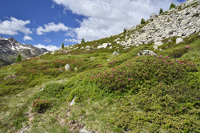 Nad Obersee - men formt