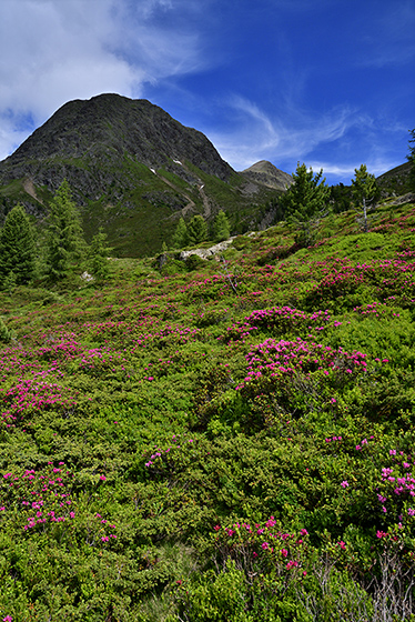 Rhododendrony - men formt