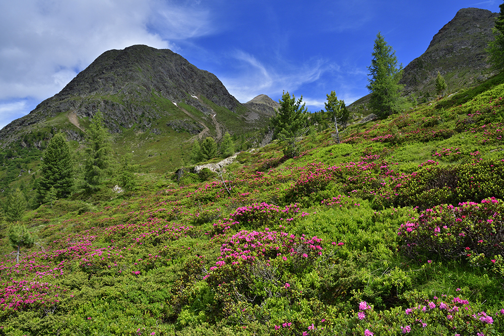 Rhododendrony - vt formt