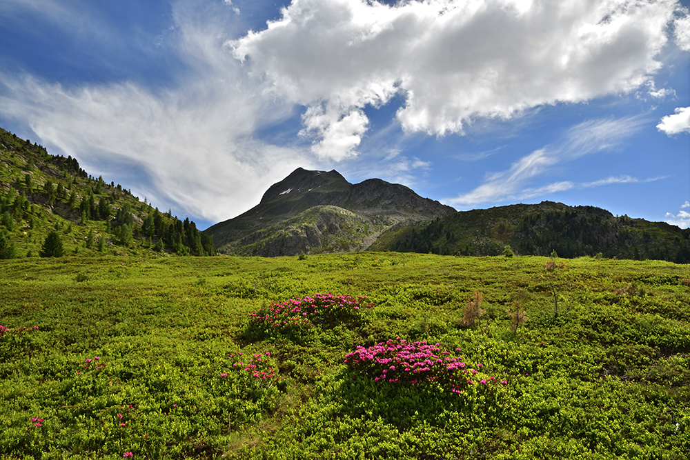 Rhododendrony - vt formt