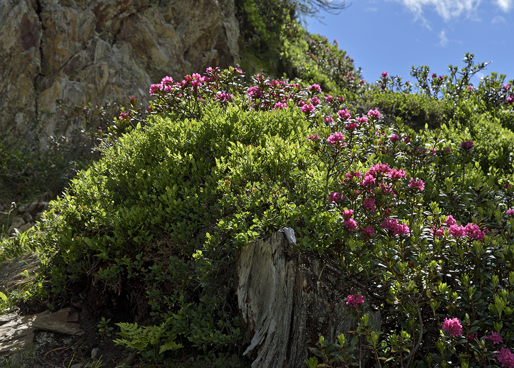 Rhododendrony - vt formt