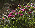Rhododendrony - hlavn odkaz