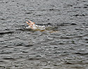 Lochlomondsk pera - hlavn odkaz