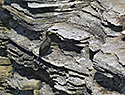 Kormorn - hlavn odkaz