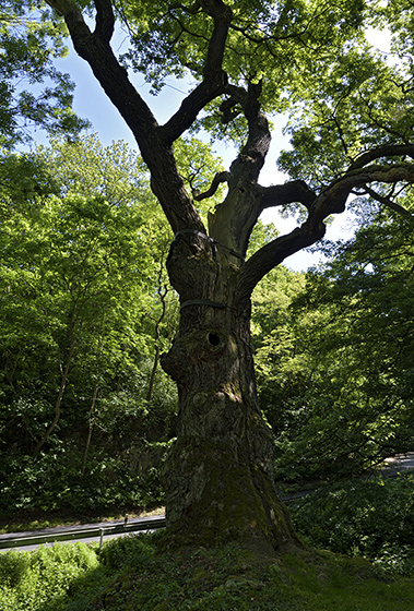 "Oldich`s Oak" in "Peruc" - smaller format