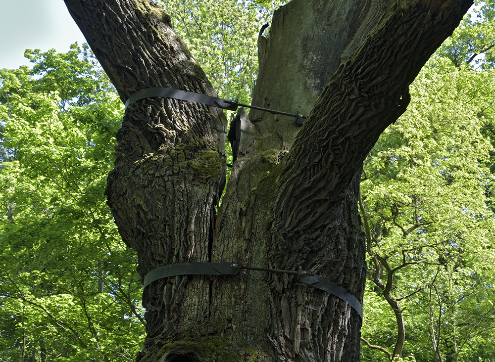 "Oldich`s Oak" in "Peruc" - larger format