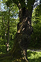 "Oldich`s Oak" in "Peruc" - main link