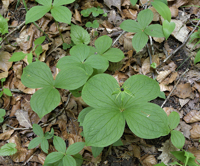 Herb Paris - smaller format