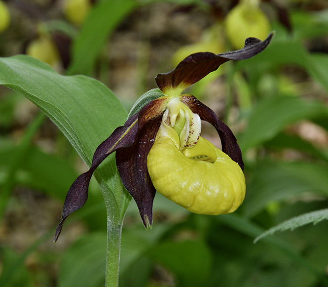 Cypripedium - smaller format