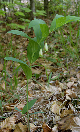 Solomon`s seal - smaller format