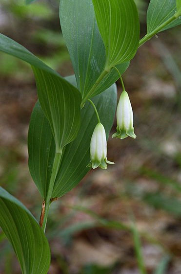 Solomon`s seal - smaller format