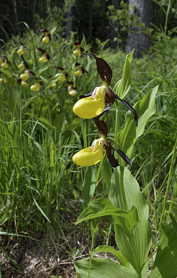 Cypripedium - smaller format