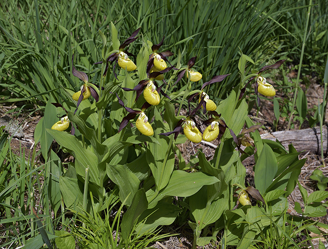 Cypripedium - smaller format